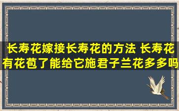 长寿花嫁接长寿花的方法 长寿花有花苞了能给它施君子兰花多多吗养护